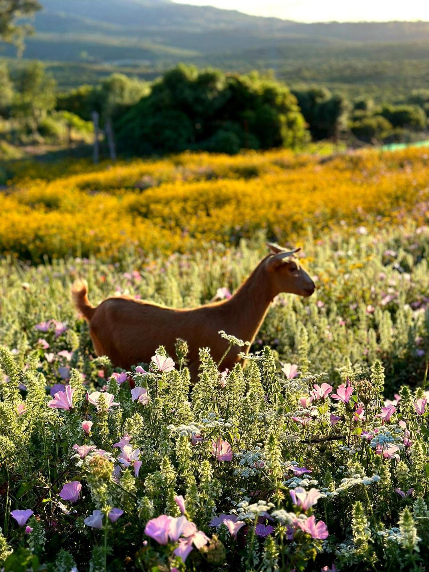 Vila Complejo Rural Del Molino Dorado Facinas Exteriér fotografie